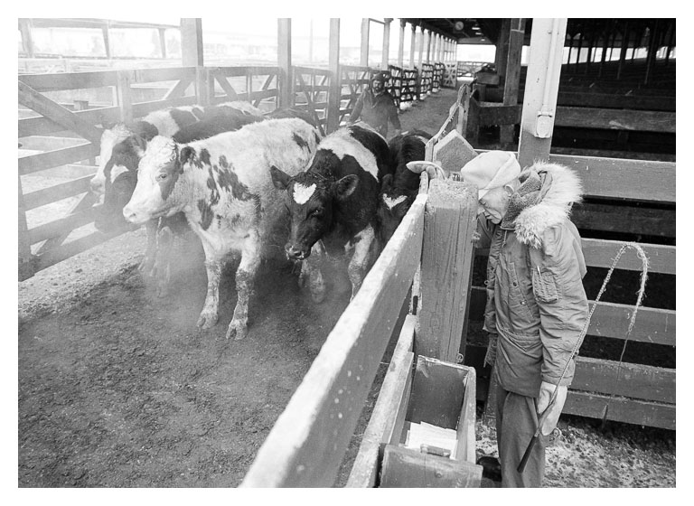 South St. Paul Stockyards
